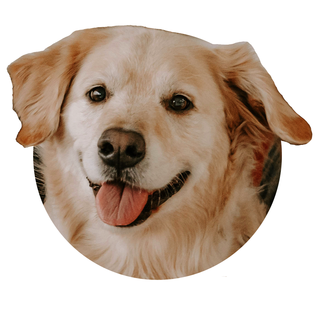 Logo, click to go to main page